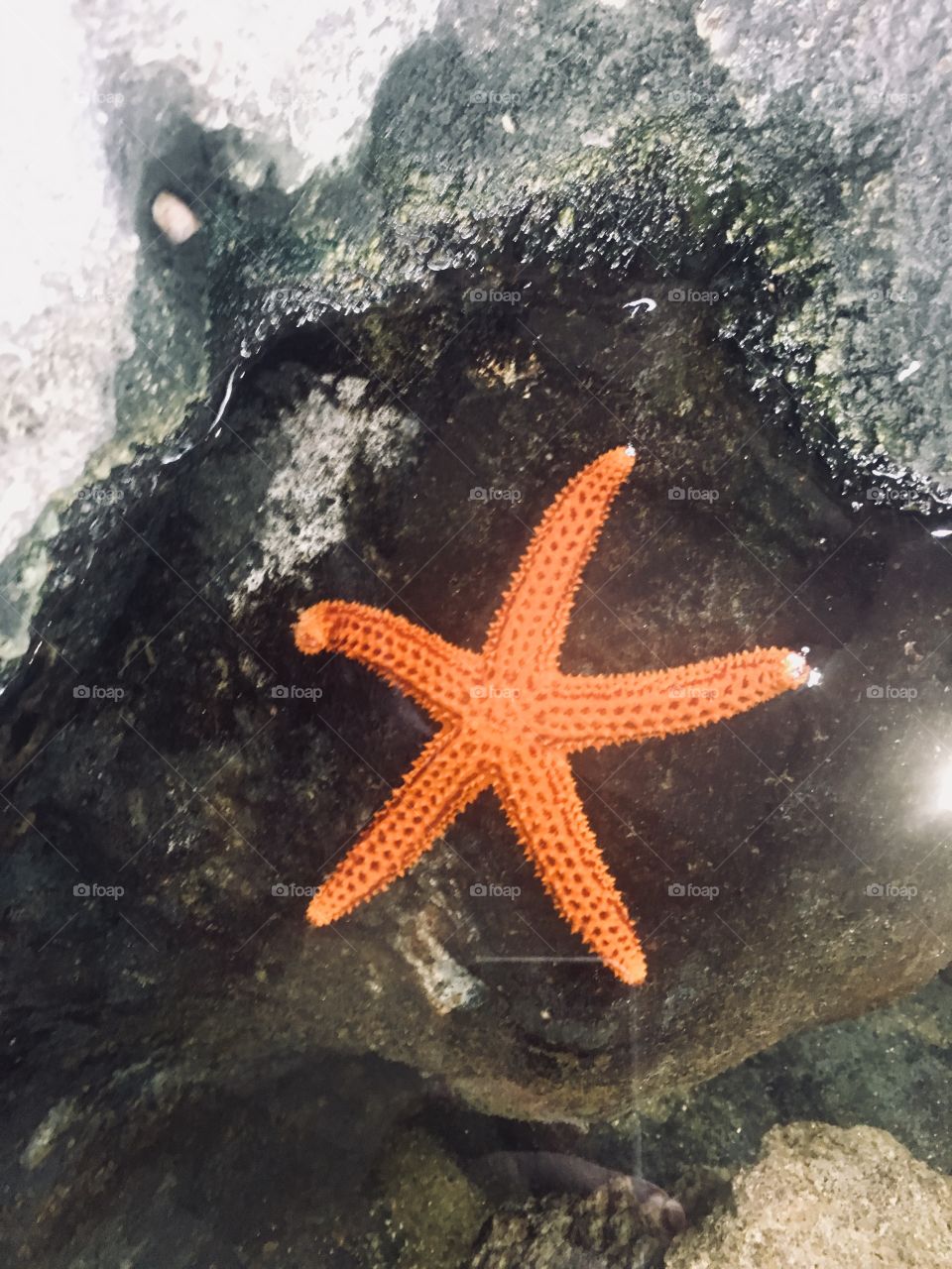 A linda estrela do mar fotografada no tanque do Aquário de Santos (Brazil)

