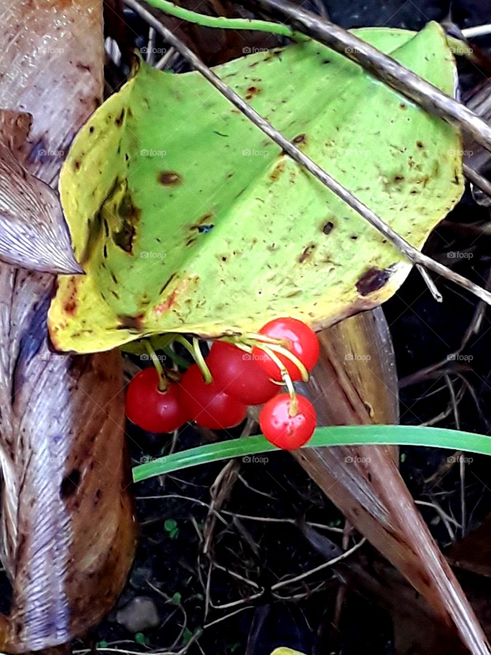 autumn colours of leaves and fruits of lilly of the valley