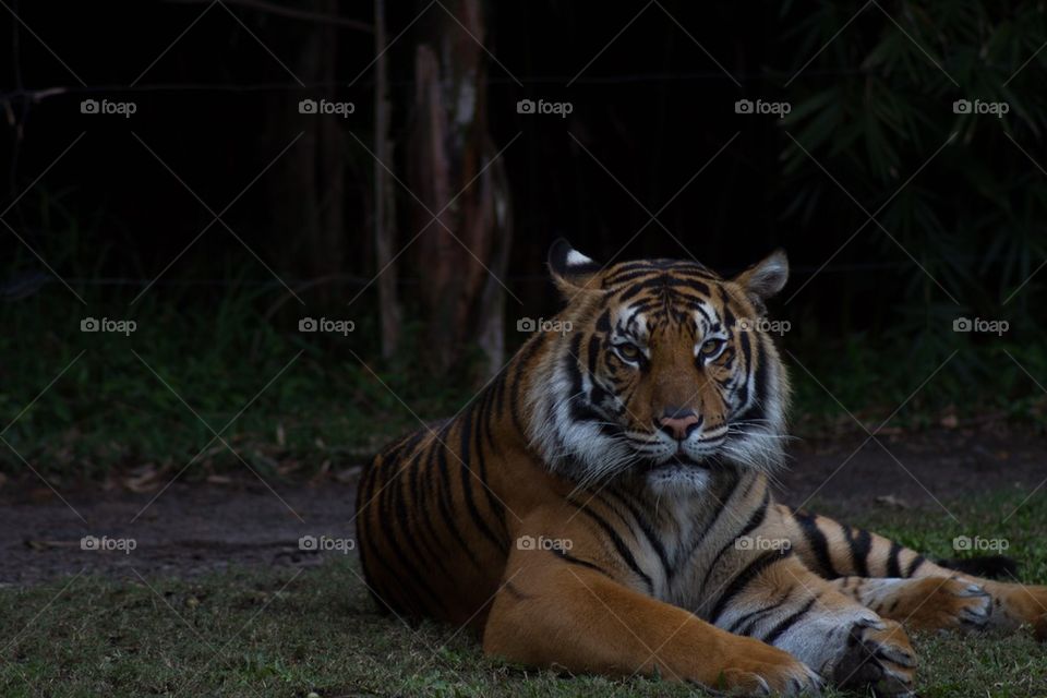 Tiger