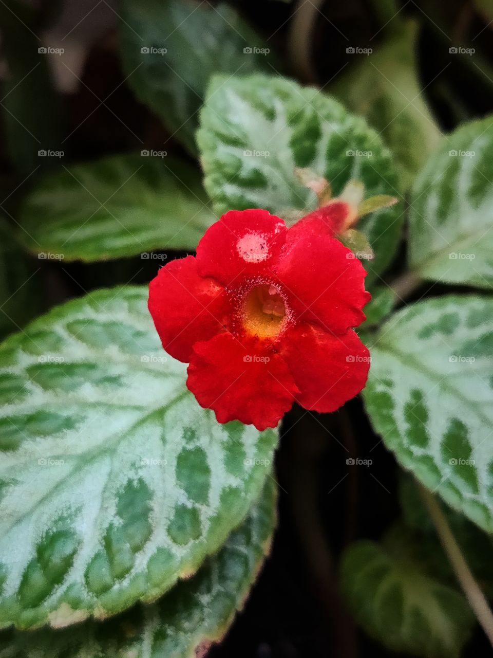 portrait of a flowers