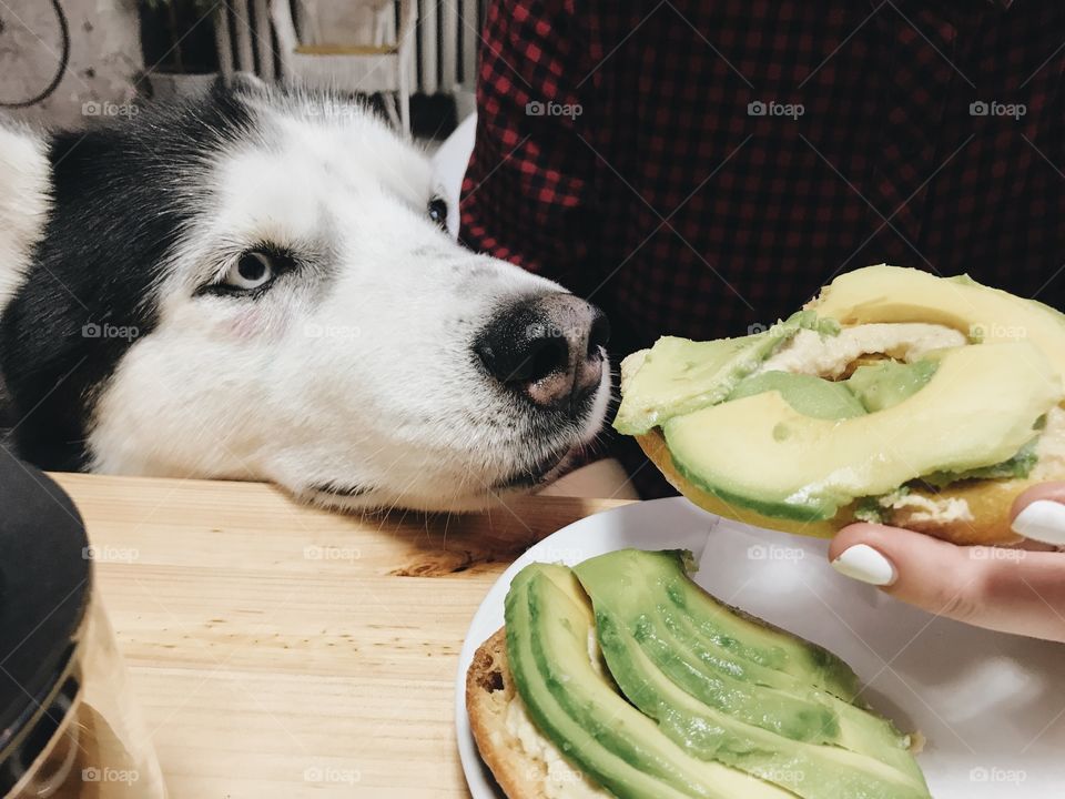 Dog and avocado