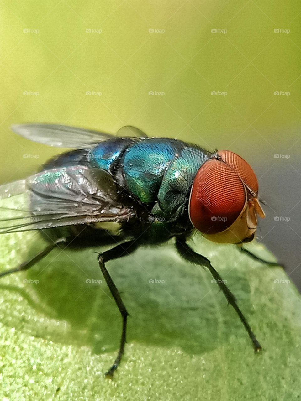 Flies are insects that undergo complete metamorphosis, namely with egg, larva (maggot), pupa and adult stages.