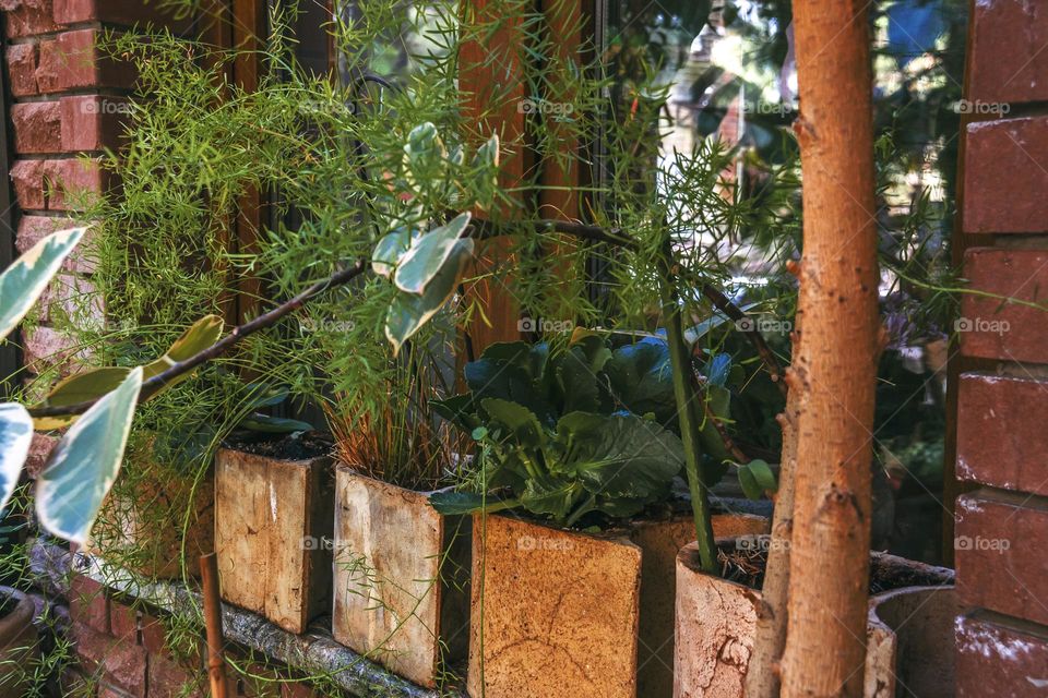 Decoration of the window with pots with home plants such as kalanchoe, asparagus and ficus starlight.