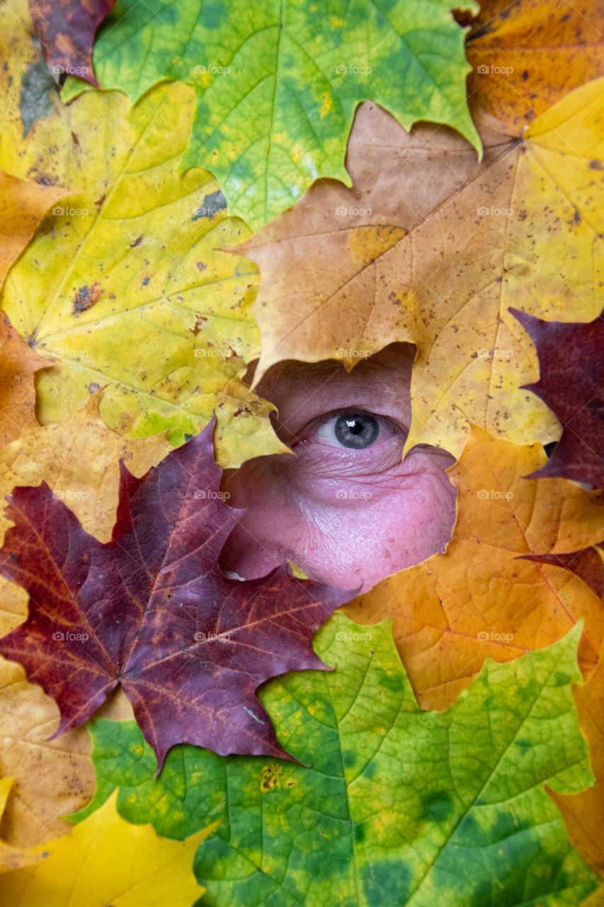 An eye of a woman through leaves