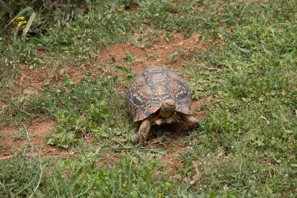 Schildkröte in Südafrika