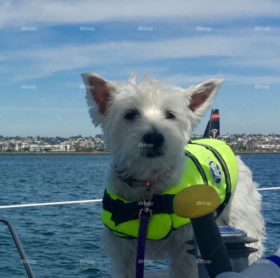 Dog on a Boat 