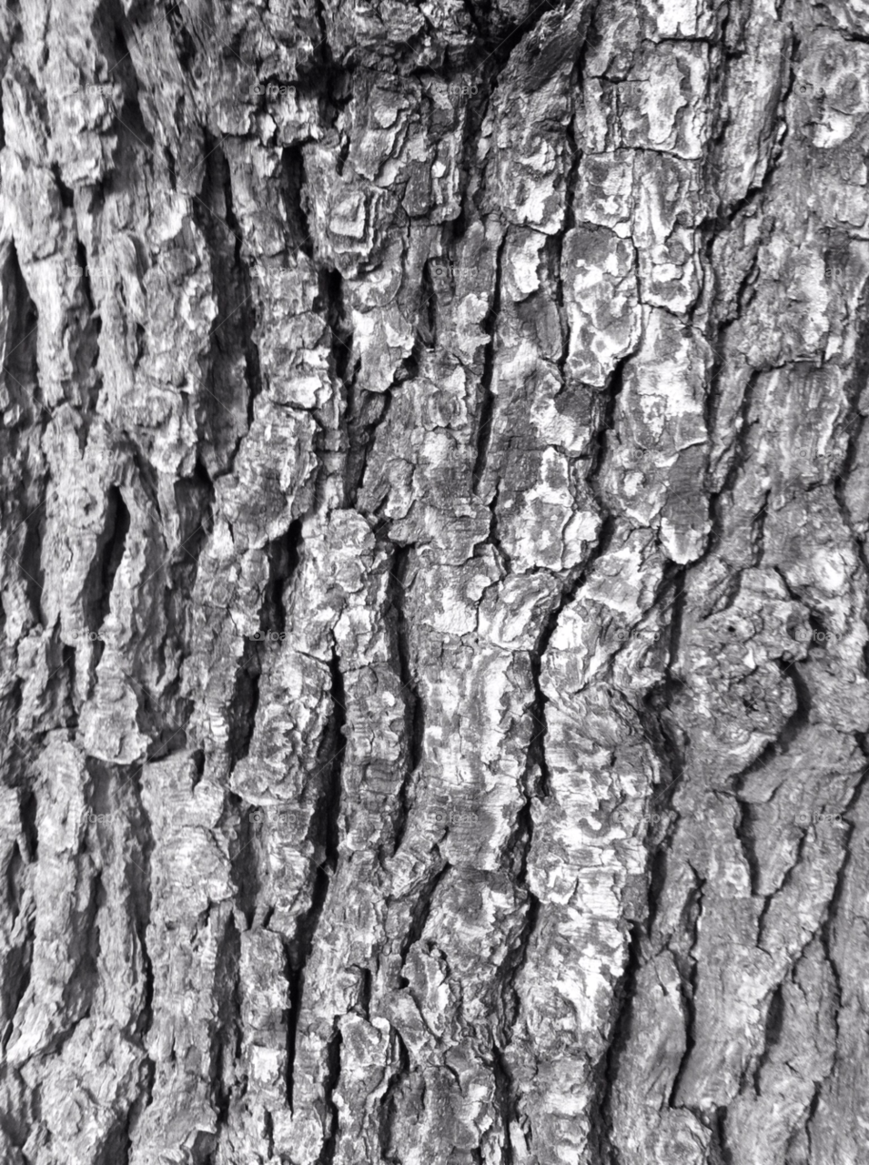 tree bark tree bark by soosieg