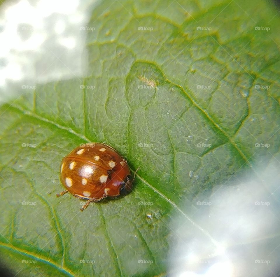 käfer beetle Insekt blatt