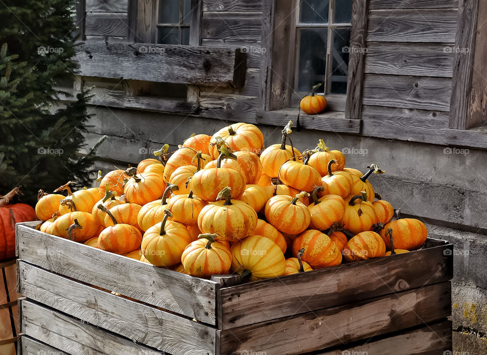 Pumpkins for sale