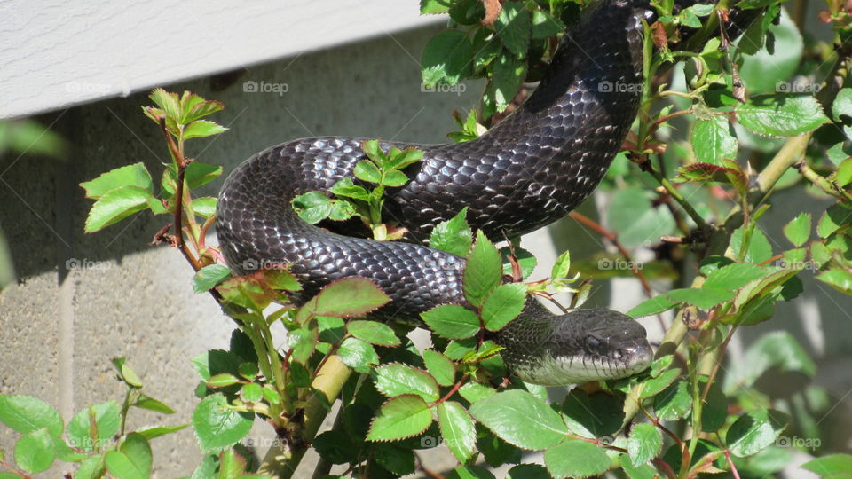 Rat snake on a rose bush
