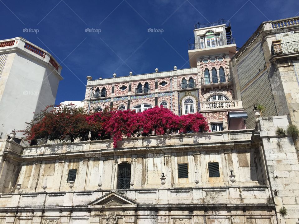 Pink flowers on a balcony