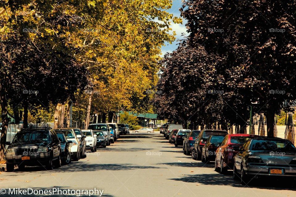 Photo of a street Photography in the Bronx New York and its Foliage 
