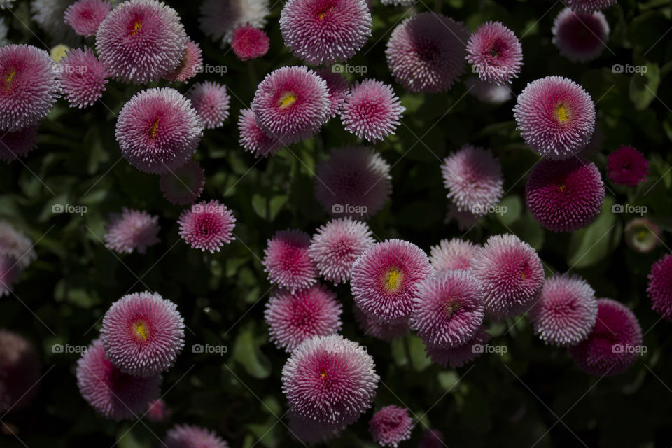 Pink flower blooming in garden