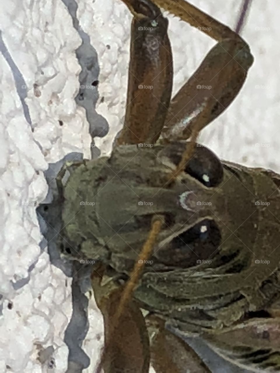 Grasshopper climbing on outside of home