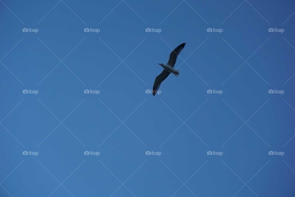 Seagull#bird#flying#sky