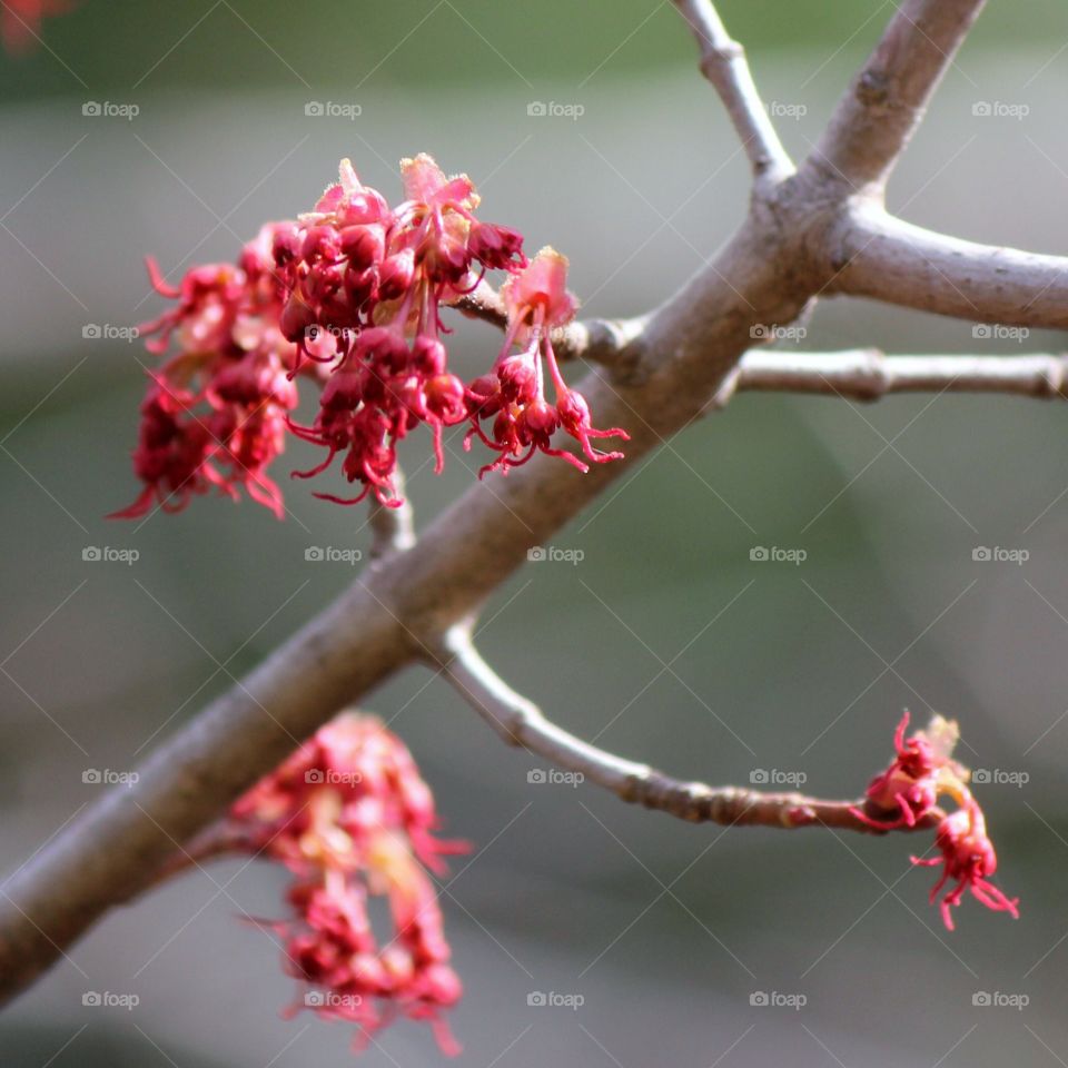 Red flower blooming on branch