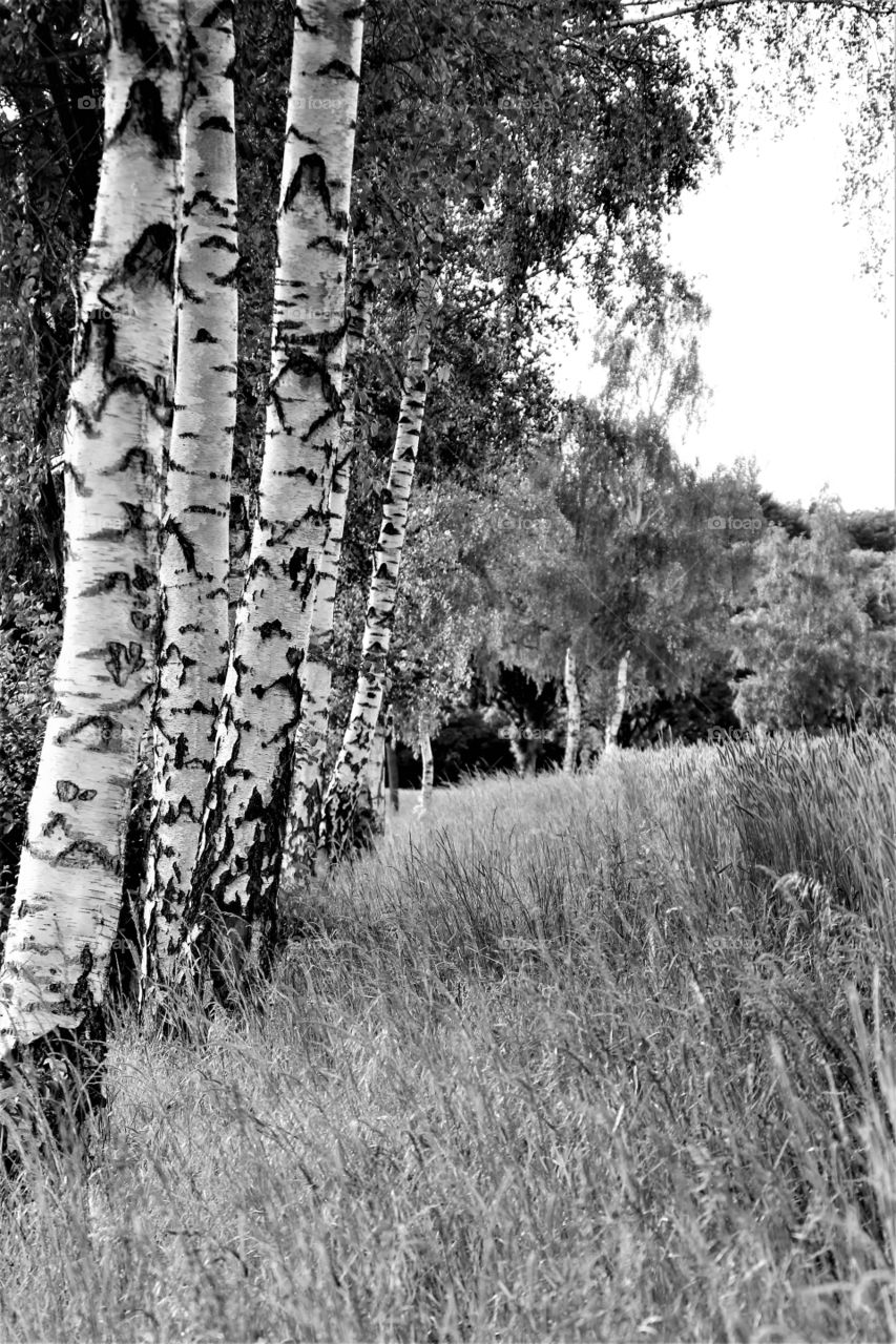 birch