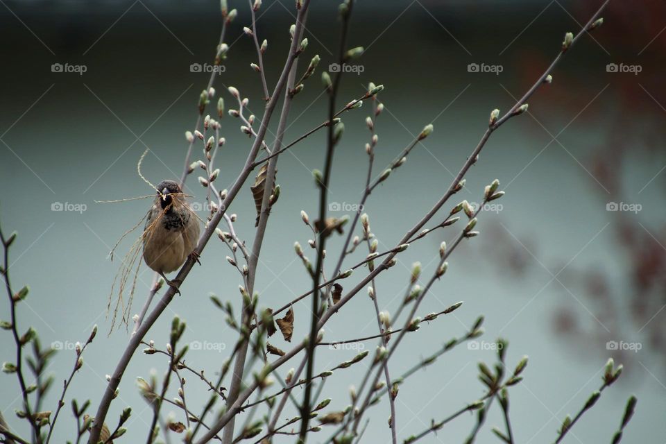 Close-up of a sparrow sitting between twigs with small twigs in its beak 