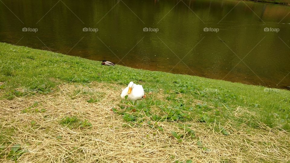 Grass, Bird, Nature, Outdoors, No Person