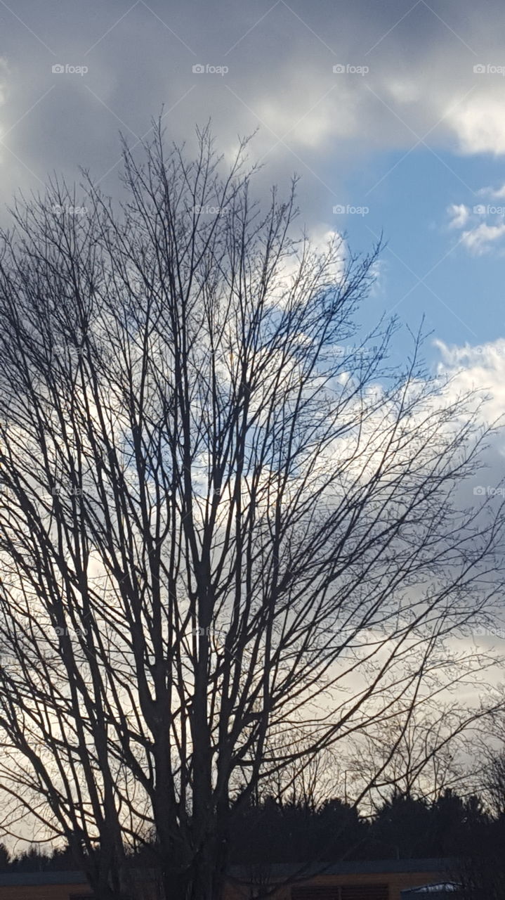 tree and clouds in winter