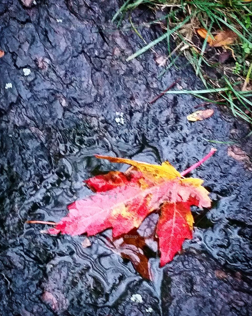 Autumn Red Leaf