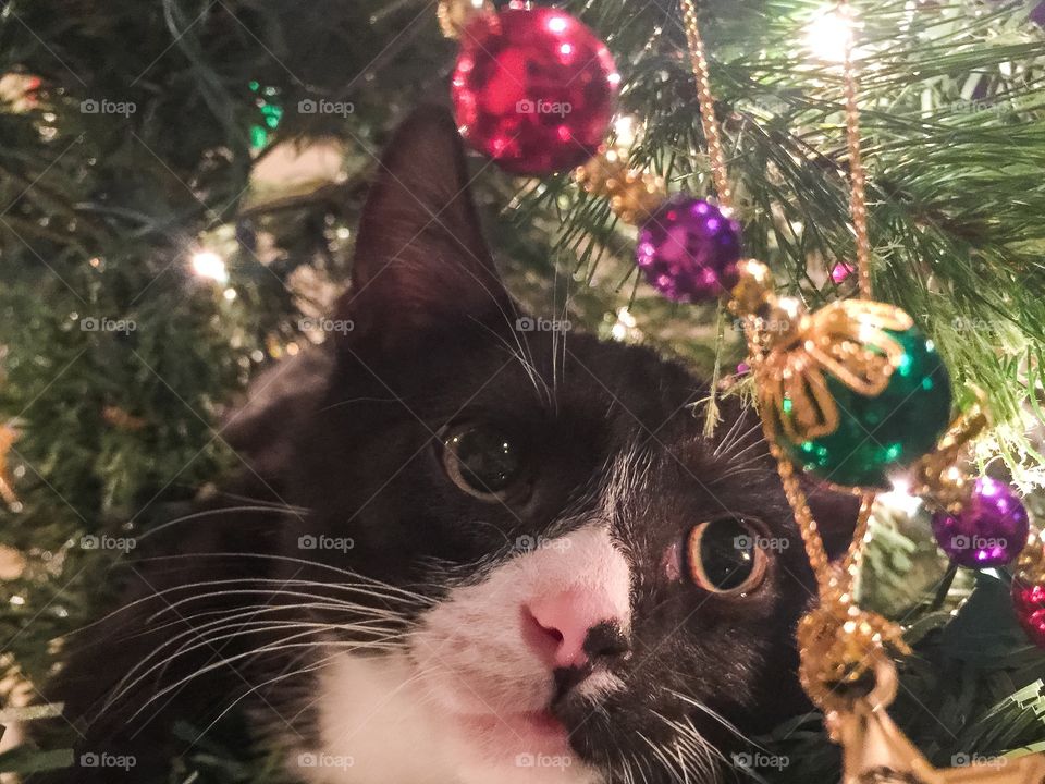 Christmas Kitten