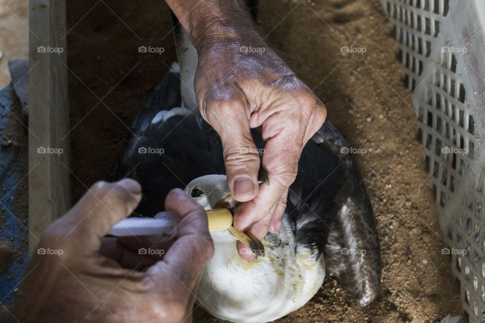 Injured gull being treated