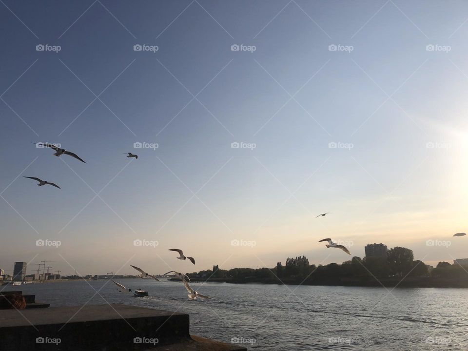 Birds flying over the river crossing the city 