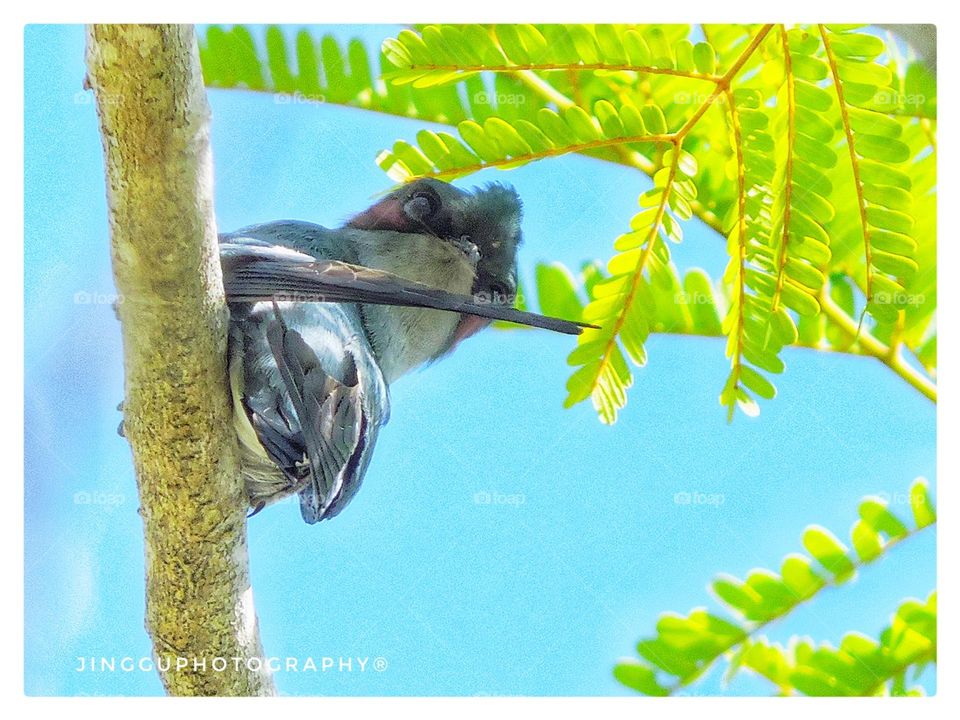 GRT(Grey-rumped treeswift)