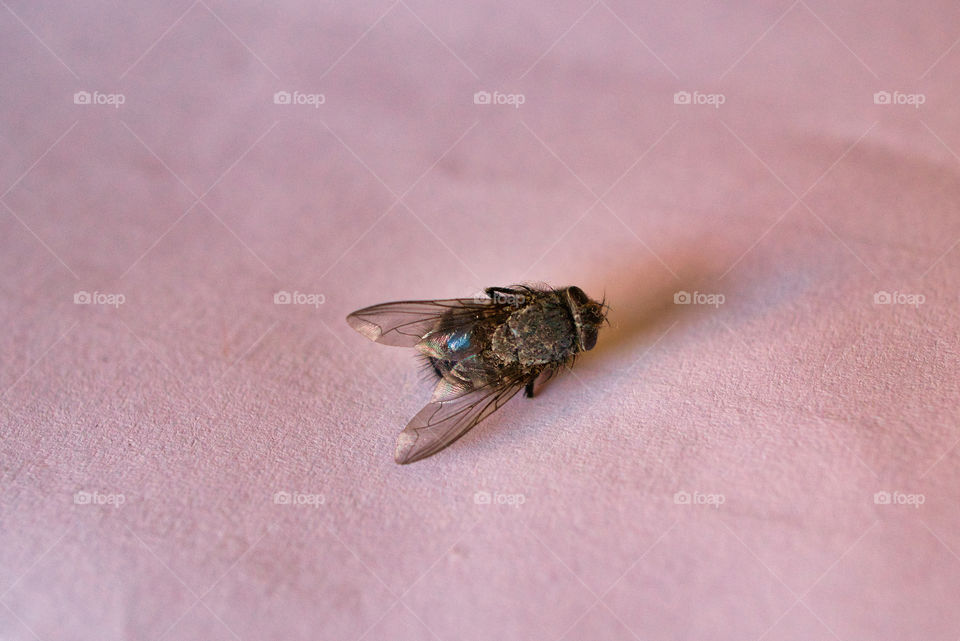 macro close up of fly