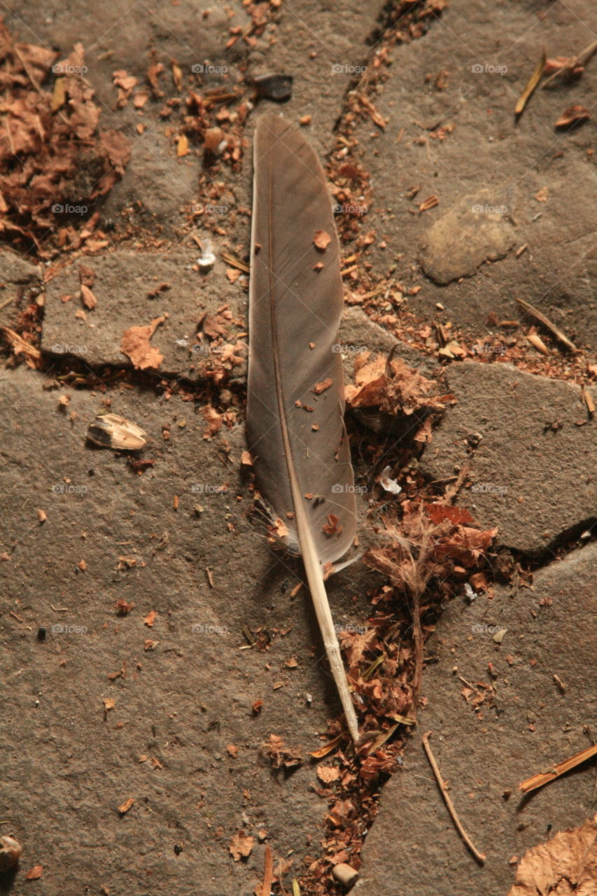 Gray Scale Feather