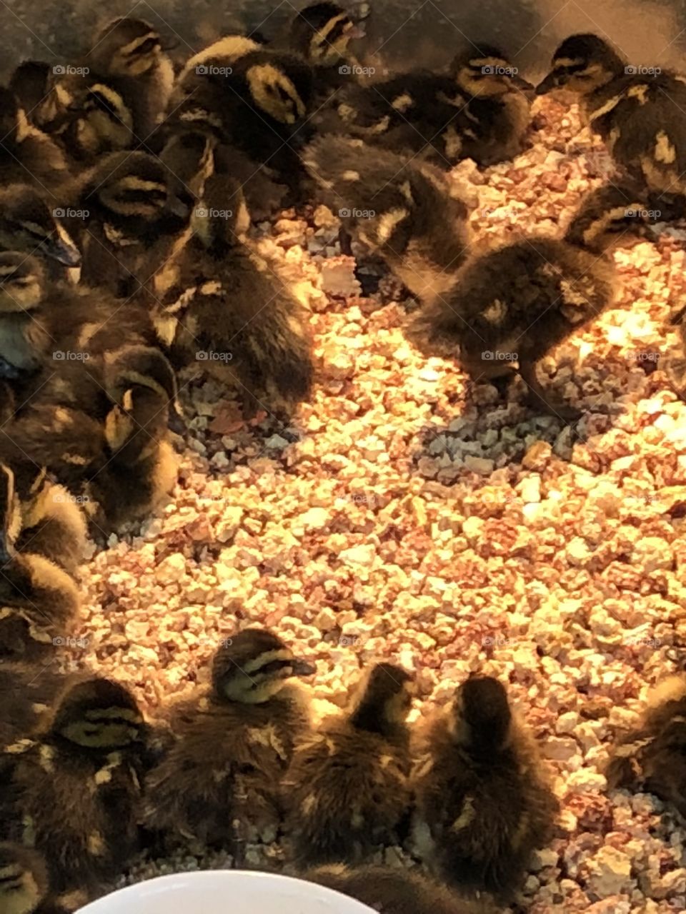 A lot of cute baby goslings