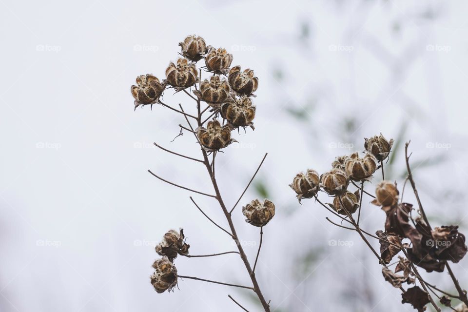 冬季植物