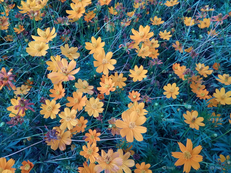 beautiful flowers in a garden