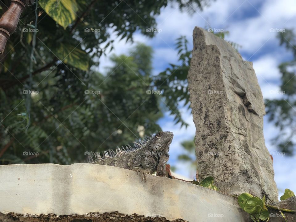 Iguana sitting in a ledge