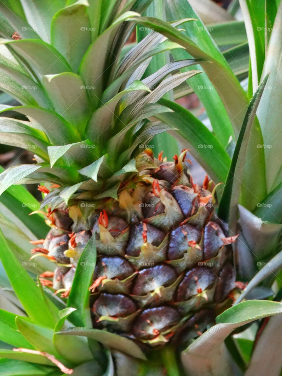 Pineapple Growing In The Wild
