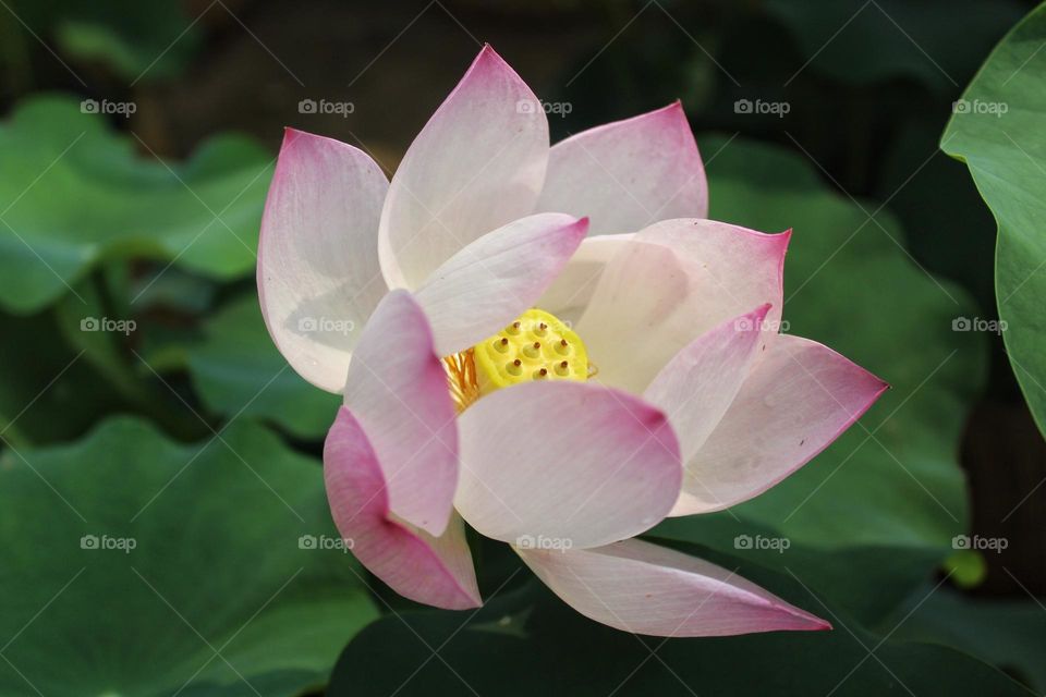 Lotus power 