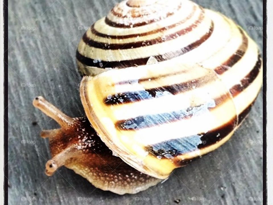 Snail. Just a random snail sitting on my parents back deck one day! Taken with my iPhone.
