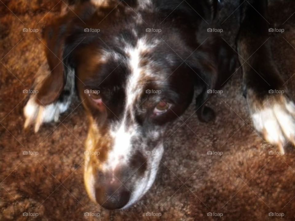 catahola leopard spotted dog