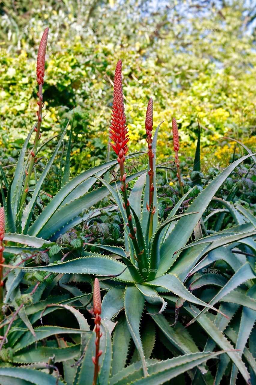 Aloe