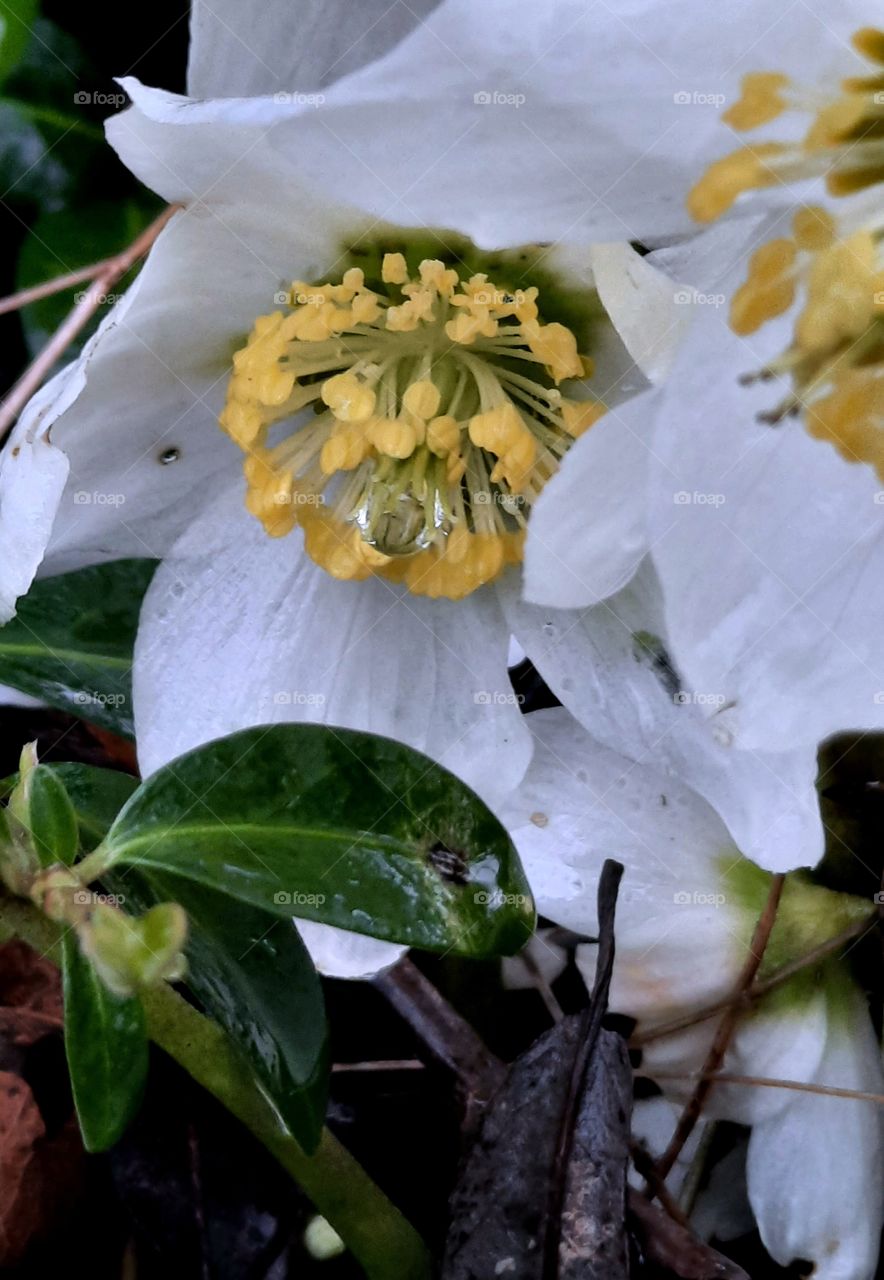 white helleborus flowers after rain