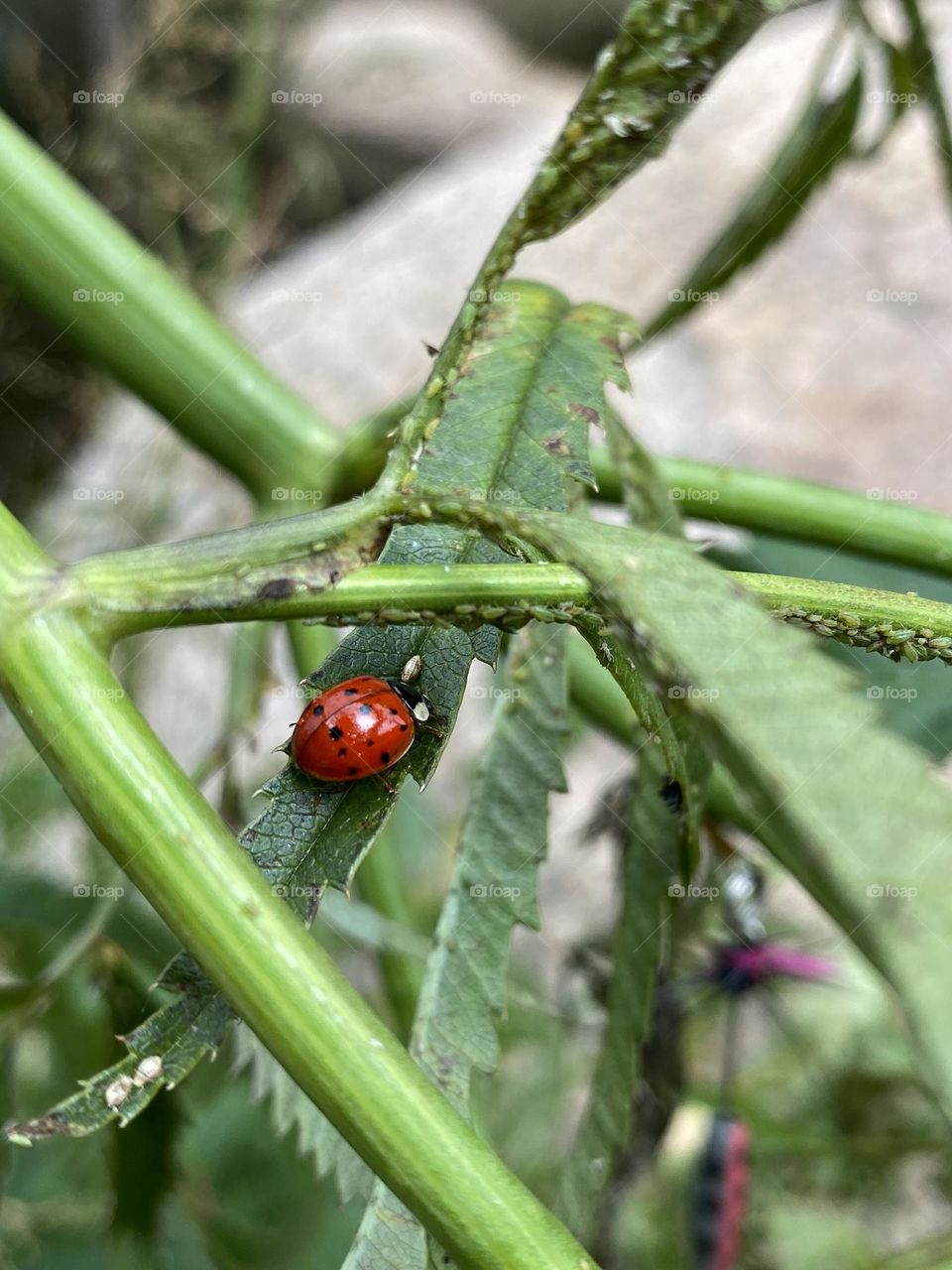 A red ladybug on a green plant. 