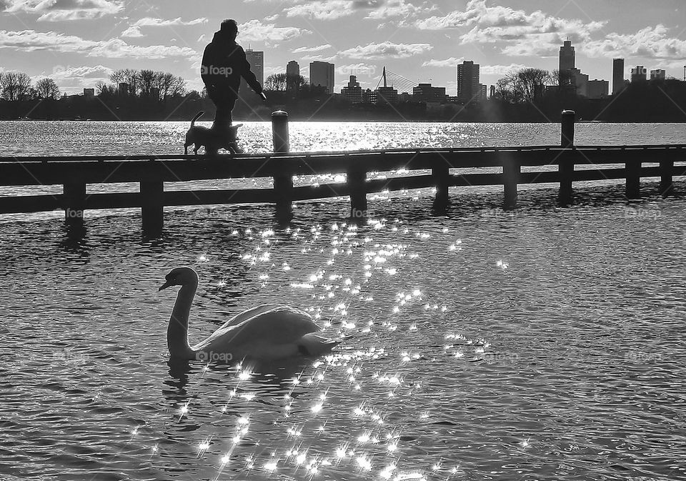 Swan versus dog...freedom against ..i care for you