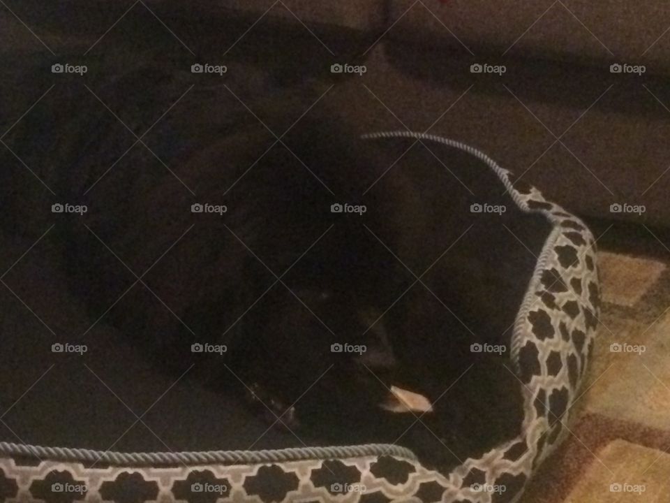 Cat, Pet, Mammal, Animal, One