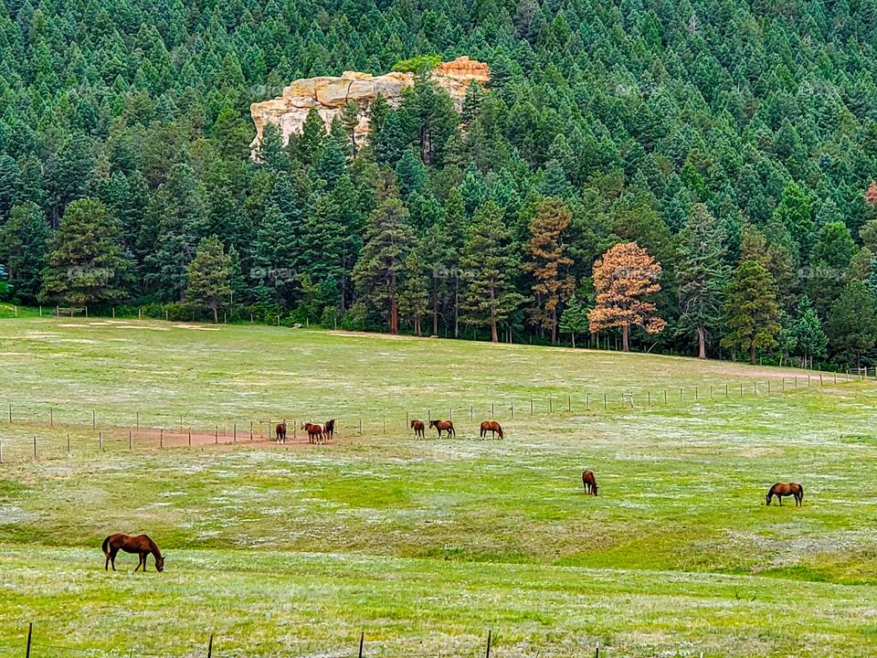 Horses graze in a beautiful grassy field set against a gorgeous backdrop