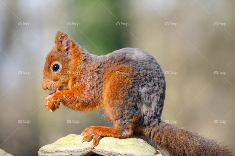 Squirrel close up