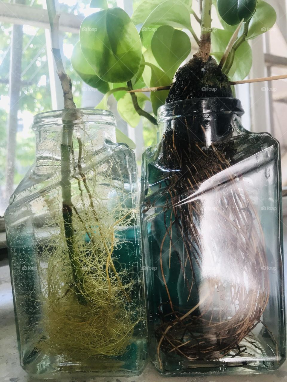 The green story of roots, growth, and germination. Life is a constant struggle.
.