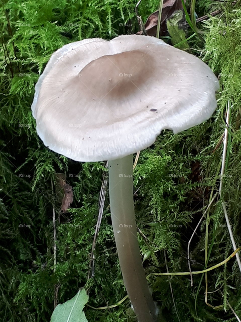 Toadstool