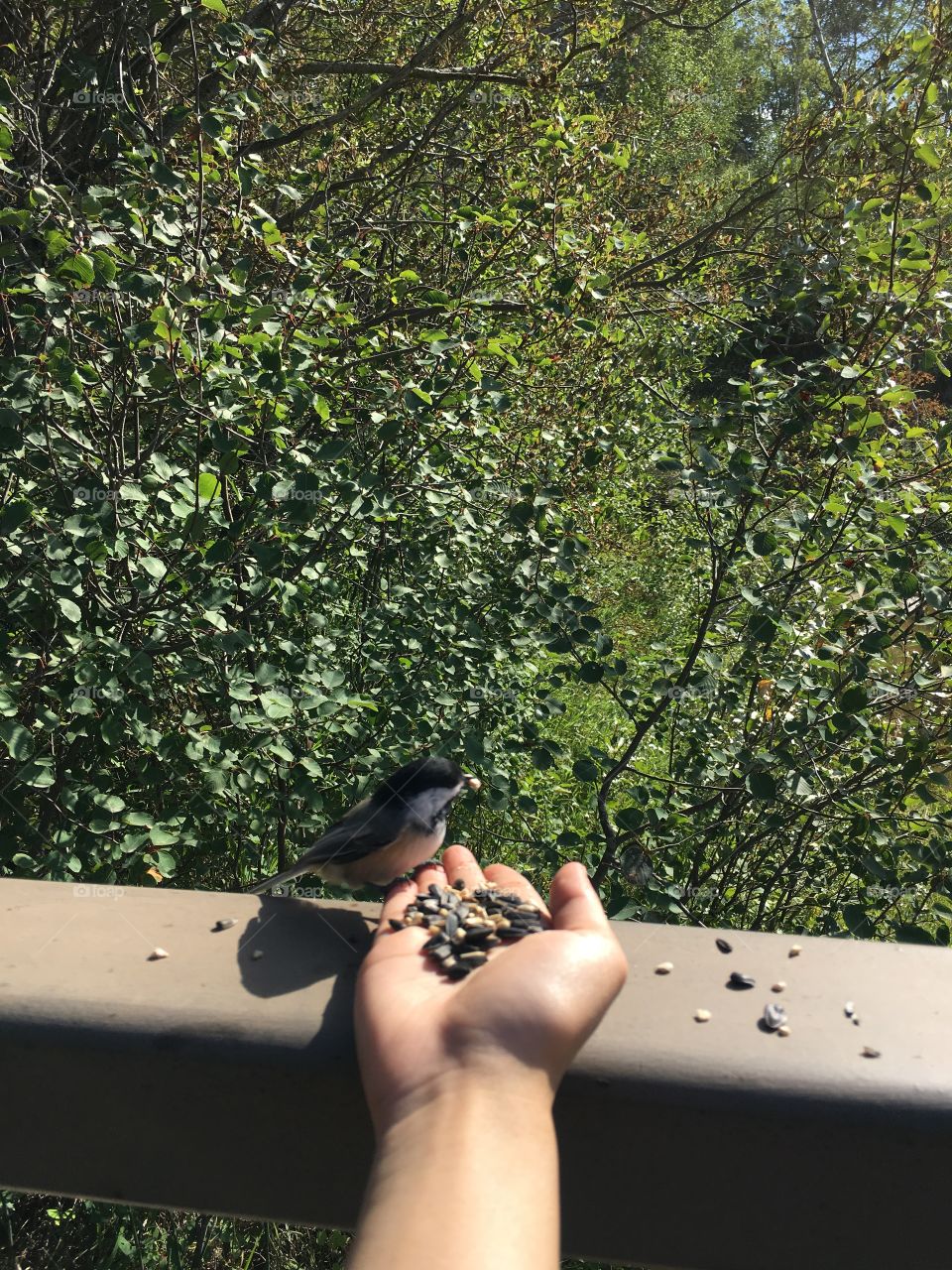 Tree, One, Outdoors, Bird, People