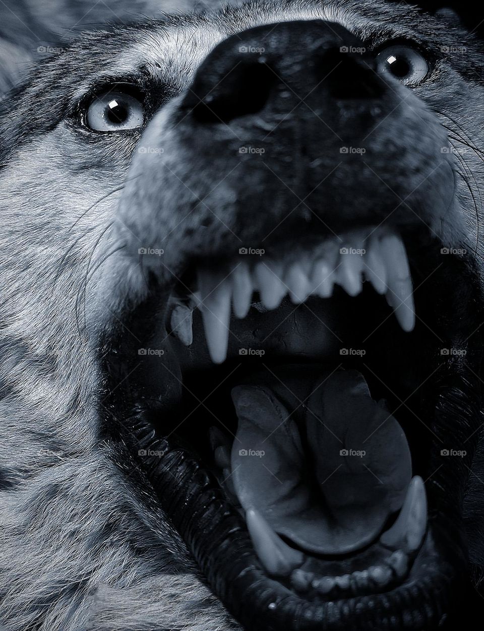 Animals. Mammals. Predators. White wolf. The open mouth of a wolf with sharp teeth. Rage of the wild beast